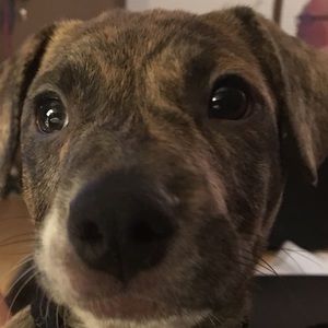 Meet your Posher, Wanda